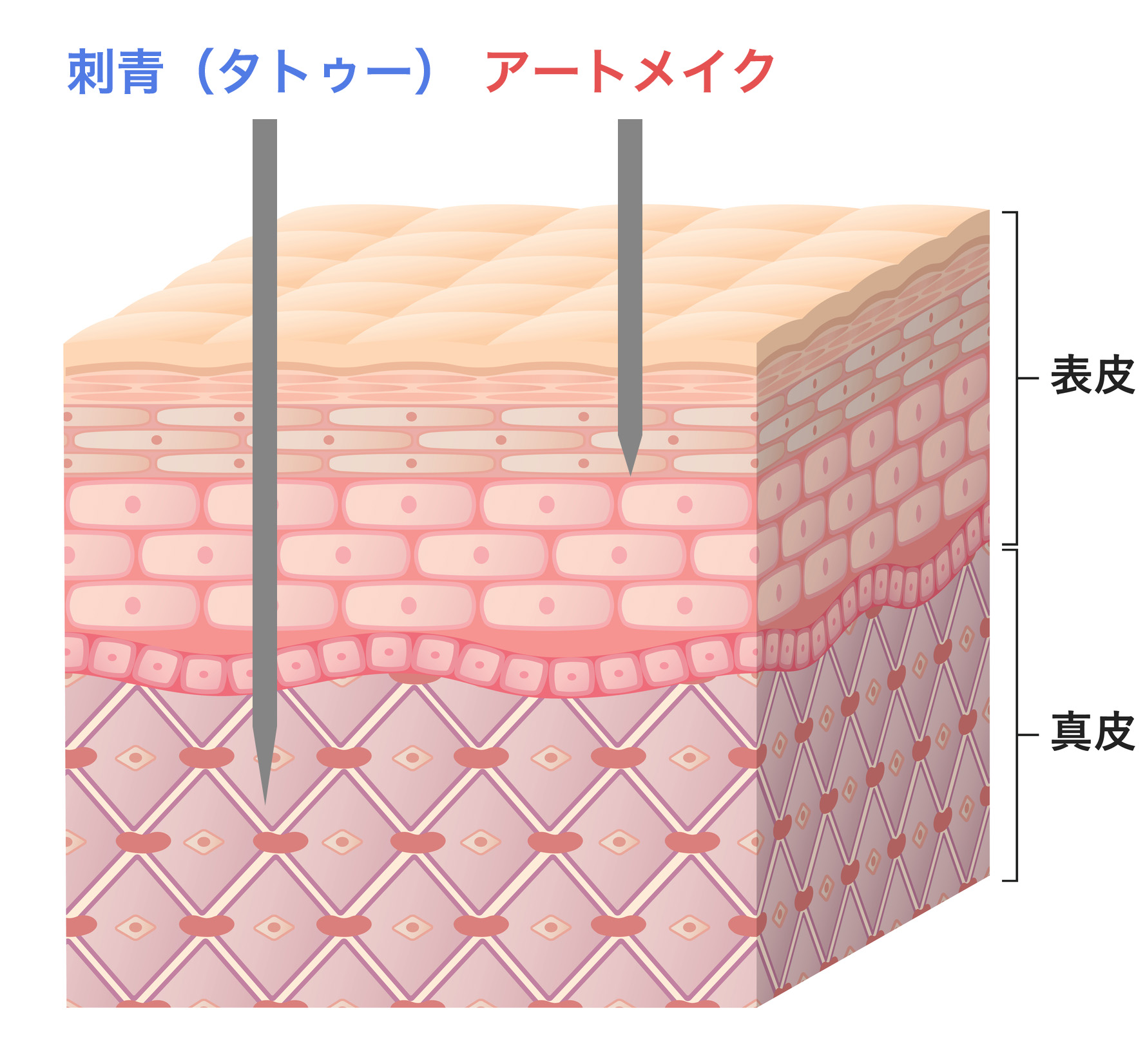 表皮